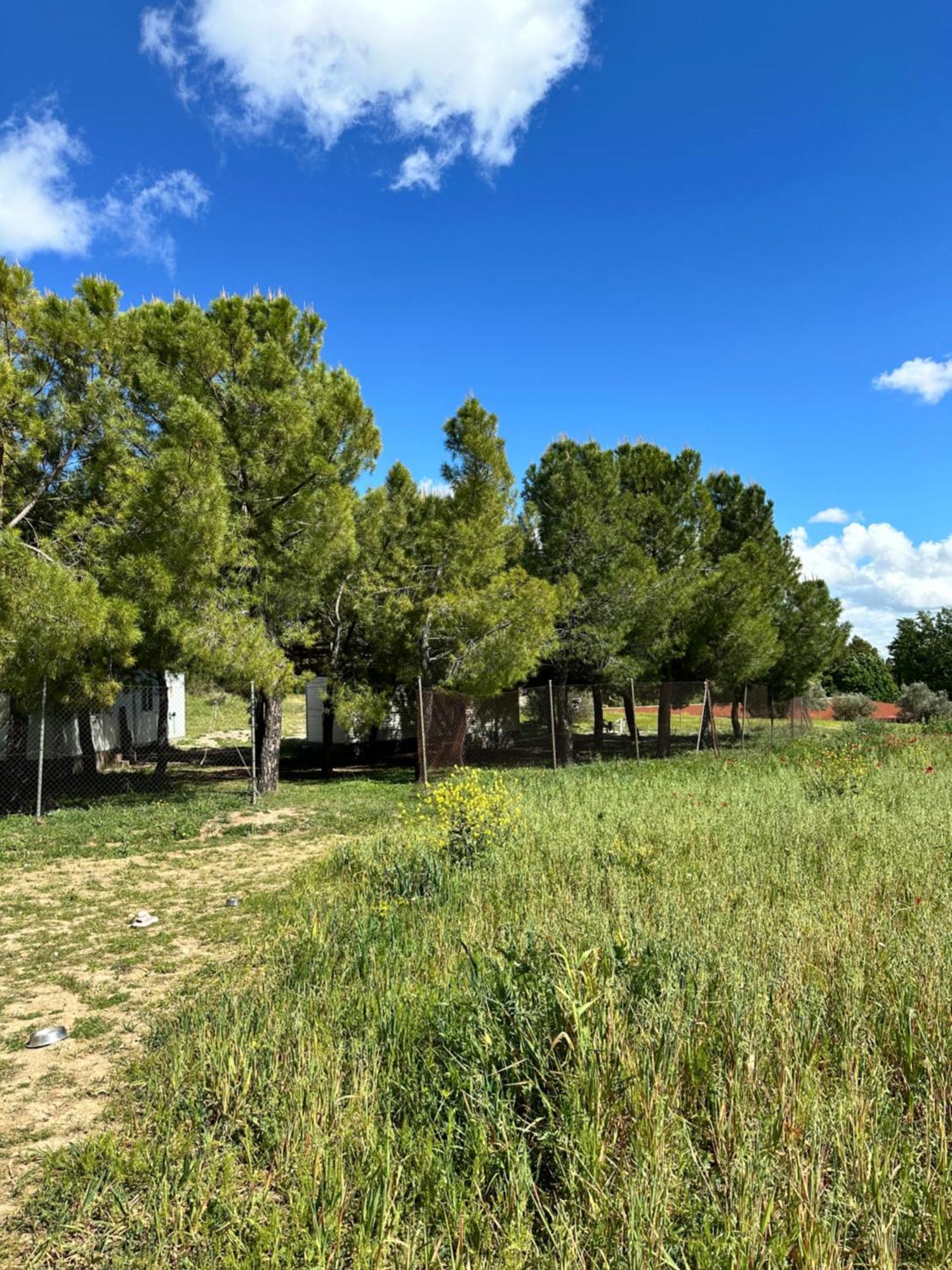 Bungalow Infanta Torrelaguna 外观 照片